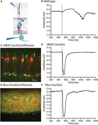 Using optogenetics to dissect rod inputs to OFF ganglion cells in the mouse retina